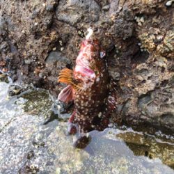 またもやガッシー