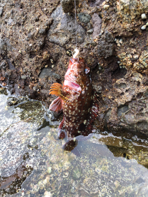 またもやガッシー