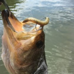 厳しいながらも