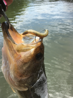 厳しいながらも