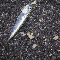 アジング練習　302　