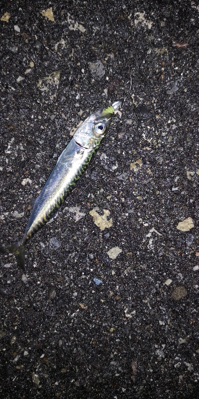 アジング練習　302　