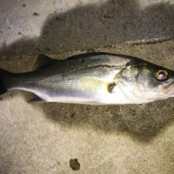 新規ポイント開拓(=ﾟωﾟ)ﾉ