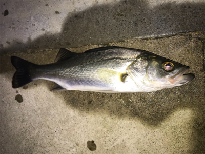 新規ポイント開拓(=ﾟωﾟ)ﾉ