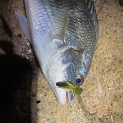 チニングとサバ釣り