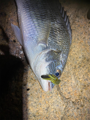 チニングとサバ釣り