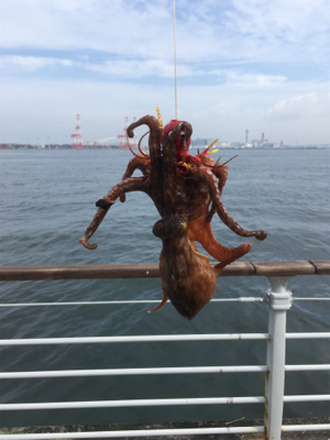 続々続・タコは裏切らない。。少し成長。