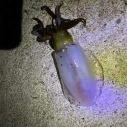 春イカシーズン終わりか？