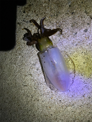 春イカシーズン終わりか？