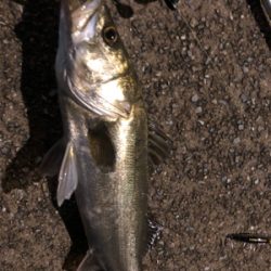 シーバス始まりました