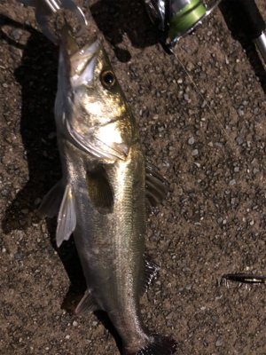 シーバス始まりました