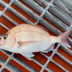 シーバス、チャリコ、エソ