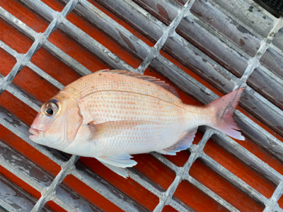 シーバス、チャリコ、エソ