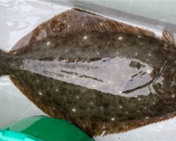 銚子、イワシ泳がせ五目