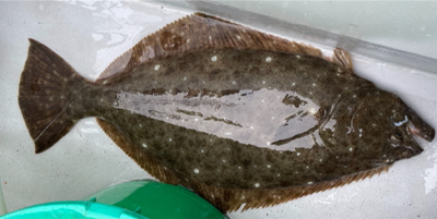 銚子、イワシ泳がせ五目