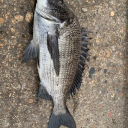 ヘチ釣り　チヌ