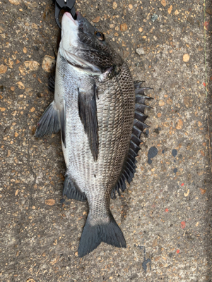 ヘチ釣り　チヌ