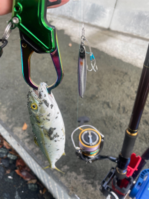 渋いっすね　波足がめっさ長いです