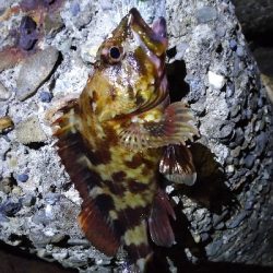 本日のお試しは、イカの塩辛！