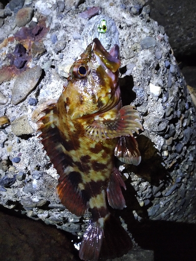 本日のお試しは、イカの塩辛！