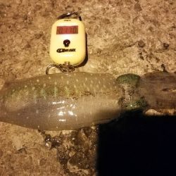 エギングから初ヤエン釣りへ～(*´▽｀)