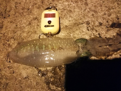 エギングから初ヤエン釣りへ～(*´▽｀)