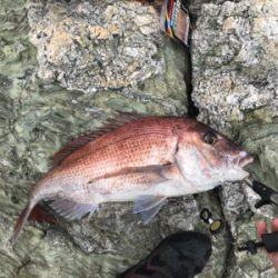 カゴ釣りでタイ!