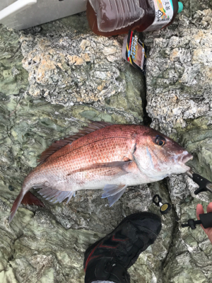 カゴ釣りでタイ！