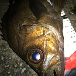 2021ライトゲーム第17戦