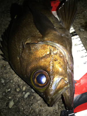 2021ライトゲーム第17戦