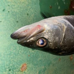 バラしてばっか