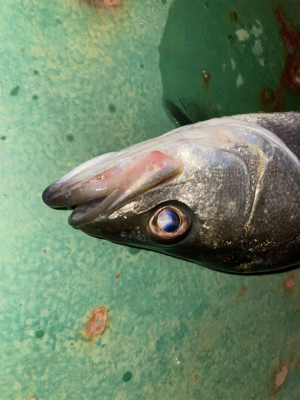 バラしてばっか