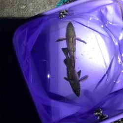 メバリング 第二弾