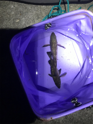 メバリング 第二弾