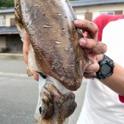 エサ巻きエギングで巨大なコウイカ