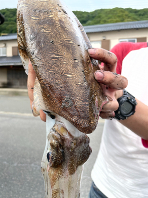エサ巻きエギングで巨大なコウイカ