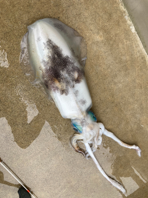 カヤックでティップランエギングにアラカブ