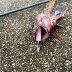 ヘチ釣り リベンジ成功