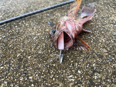 ヘチ釣り リベンジ成功