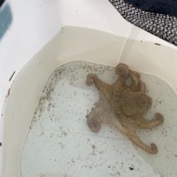 南港／タコエギで奇跡良型チヌ