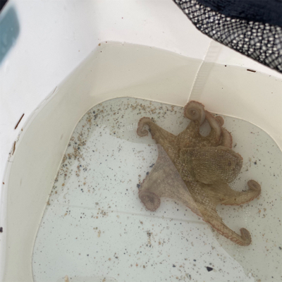 南港／タコエギで奇跡良型チヌ