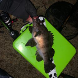 アジ・メバル・タコと満足釣行♪