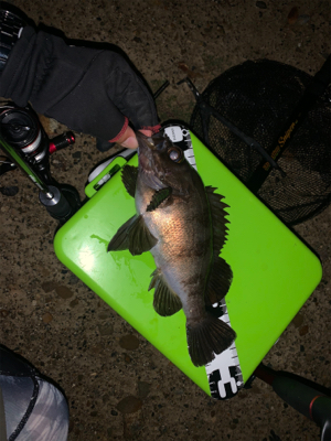 アジ・メバル・タコと満足釣行♪