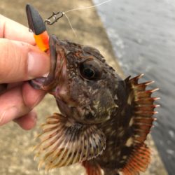 たまには癒されに行こう