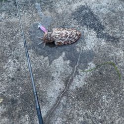 やっとアオリ。