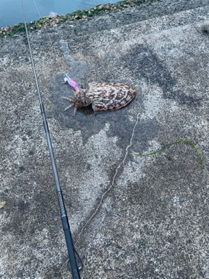 やっとアオリ。