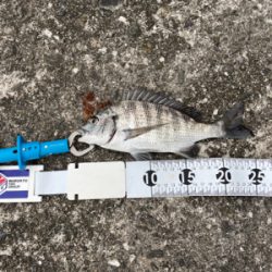 洲本港で紀州釣り