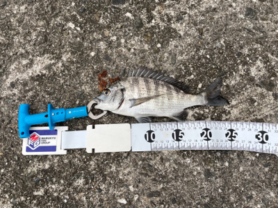 洲本港で紀州釣り