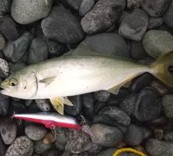 ワカシちゃんおまたせ❗️