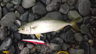 ワカシちゃんおまたせ❗️